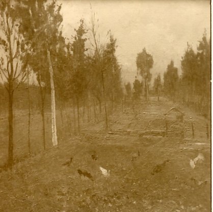 1918 ca. -Campagna lucchese